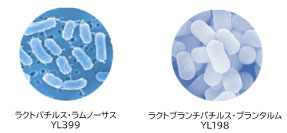 ラクトバチルス・ラムノーサスYL399、ラクトブランチバチルス・プランタルムYL198