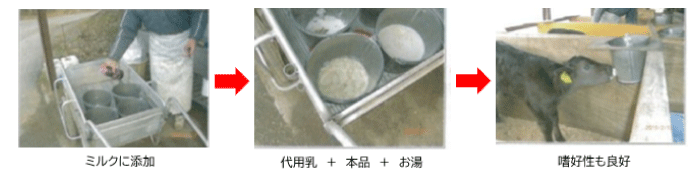 子牛への与え方