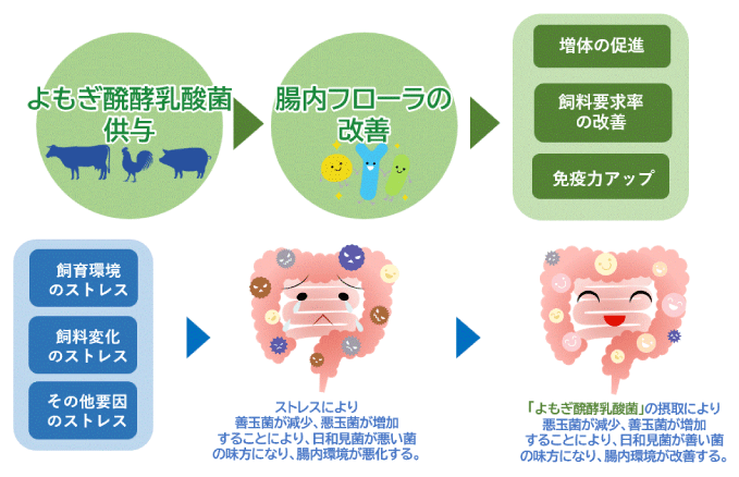 よもぎ醗酵乳酸菌の作用